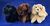 М'яка іграшка собака балонка (30 см) №96001 96001 фото